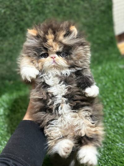 calico punch face cute triple coat kitten for sale