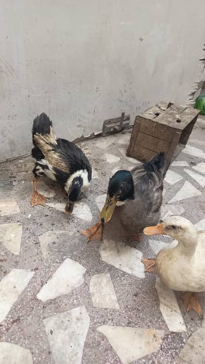 1 Male duck and 2 Female Ducks