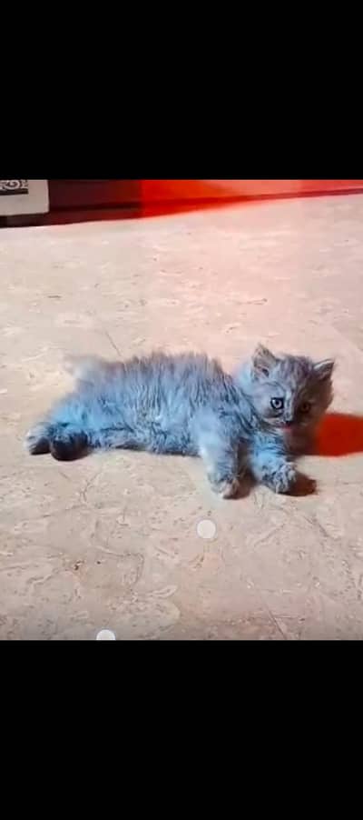 cute adorable Persian cat for sale