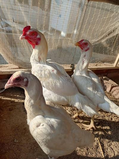 Aseel Heera for sale | Pure heera