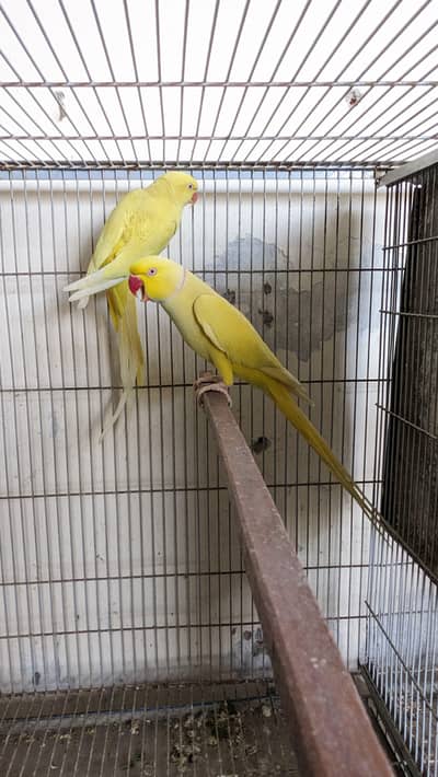 yellow rigneck breeder pair available  03037104318