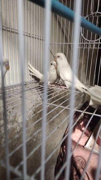 King Size Albino Red Eye's