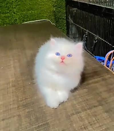 Persian cat triple quote 5 face mein later train what's up 03291169407