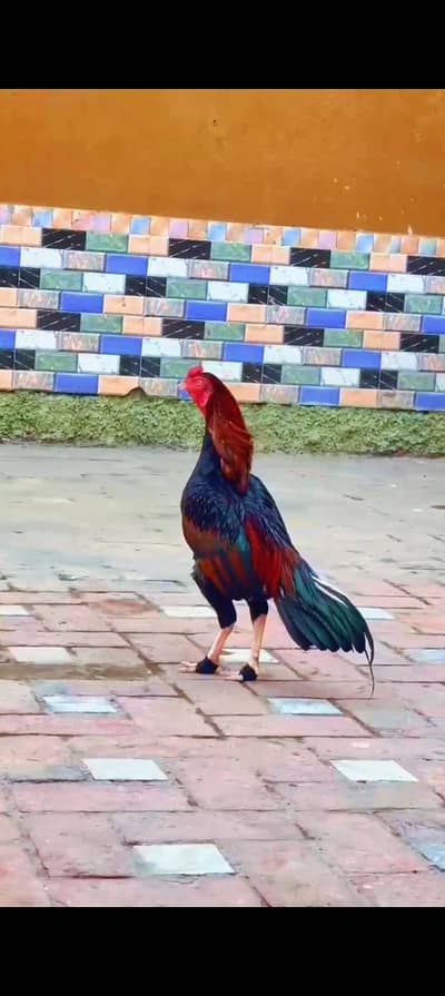 aseel mianwali lakha