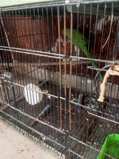 green ringneck for sale