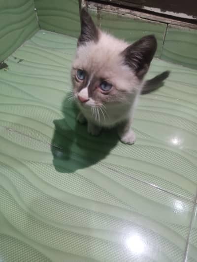 Cat Siamese  RS 14000