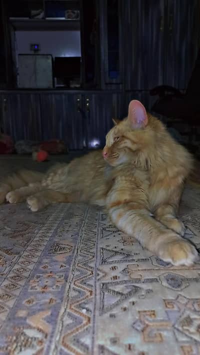 Long-Hair Ginger Female Cat - Active & Healthy