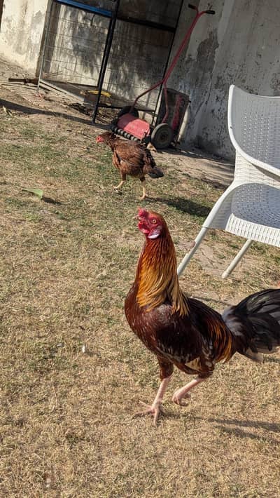 aseel madi cros aseel male pair hens