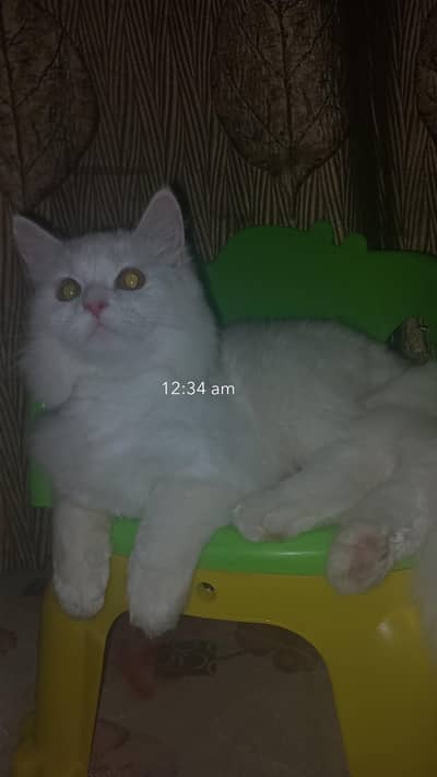 Persian cat , white , tripple coat