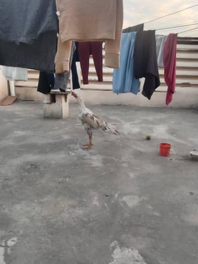 Parrot and shamo cross