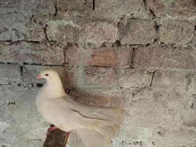 Pure white lucky 03094196420