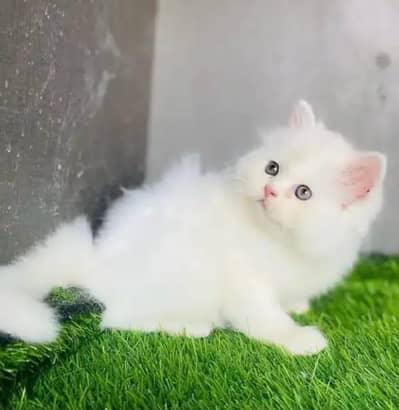 persian cat for sale 2month age WhatsApp No 03275745285