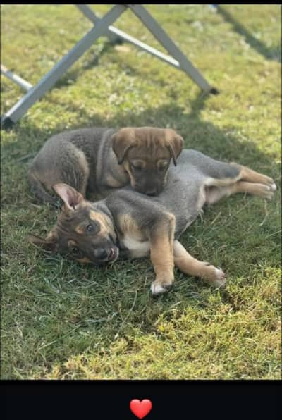 Alcession bully cross