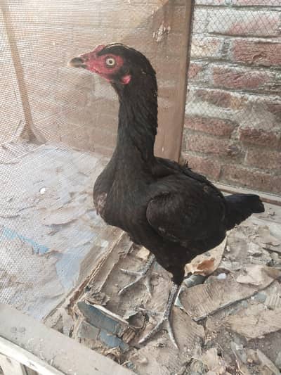 PURE IMPORTED THAI FEMALE AVAILABLE