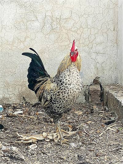 Rooster