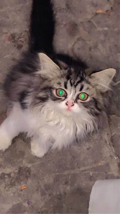 Beautiful active kitten