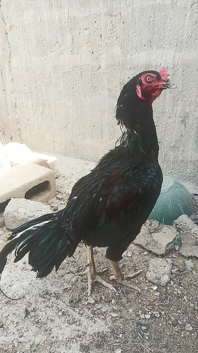 Aseel lasani   long Hight patha / Murgha