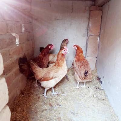 dise murghia star eag