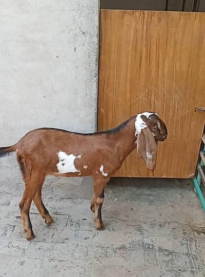 pure betal male kids