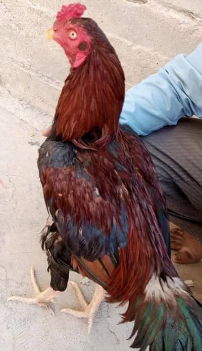 aseel jagiri Long hight