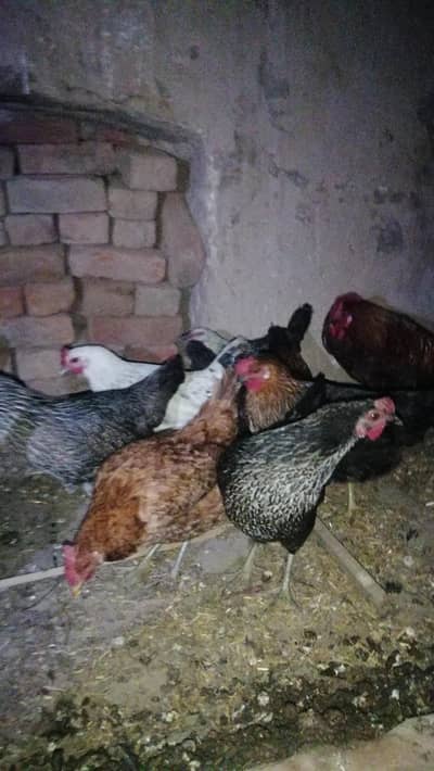 golden misri egg laying hens