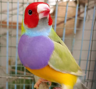 Split Ino Exhibition Male