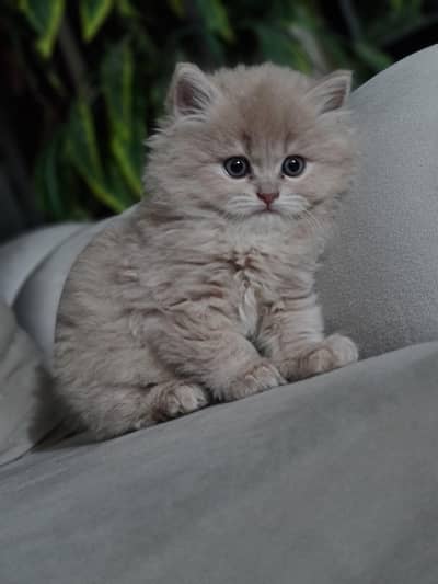 Persian kitten
