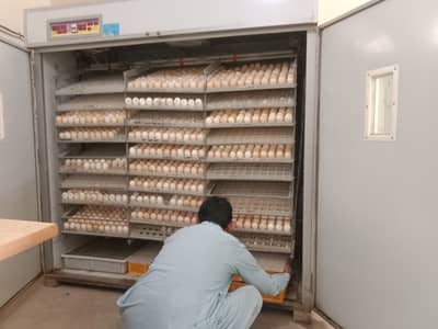 Lohmonbrwon & black fartil aggs Rs. 120