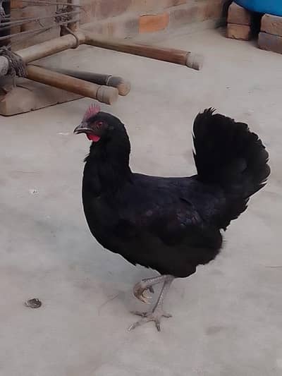 asterlop murgi ready for egg 03024894247
