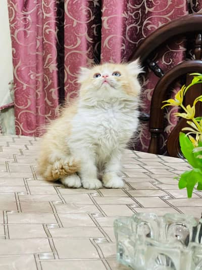 Strong bloodline triple coat male kitten available