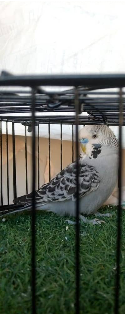 Exhibition - King - Undersize -