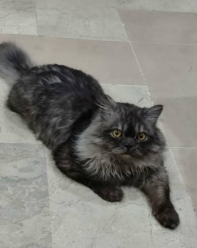 male cat 03051567711