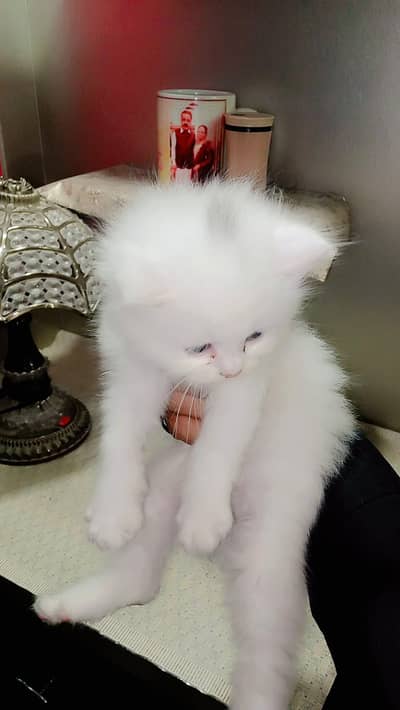 Persian cats available