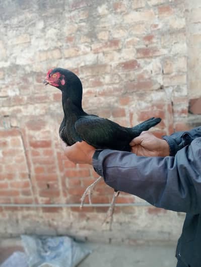 Japanese Turkish female