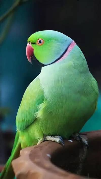 talking parrot