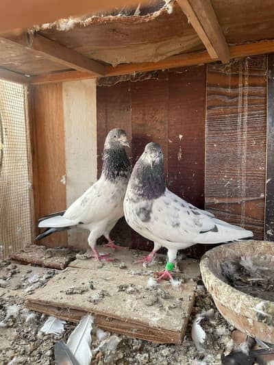 best breeder pair mashallah