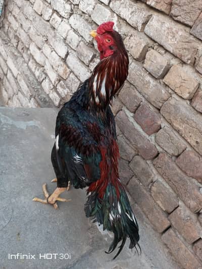 aseel. murgha. lasani. breedar. 0345/5959869