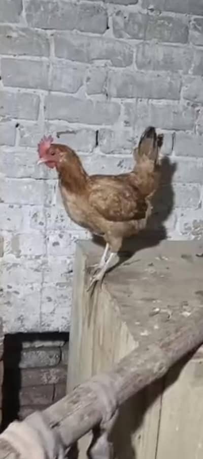 mashallha full bari madi ha satat ha andy da rahi ha