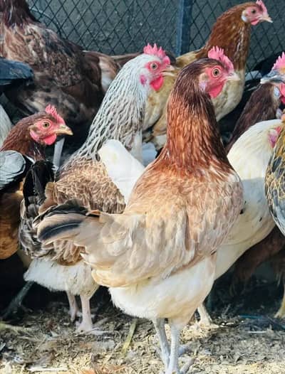 Farm Fresh Desi Eggs  | Pure And Healthy | Lahore