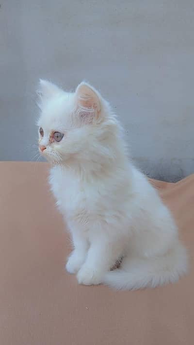 Persian Triple Coeated Kitten for Sale