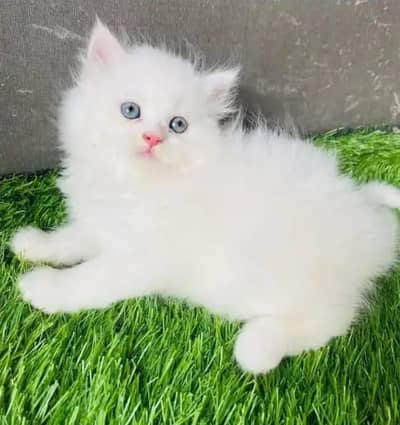 persian cat for sale 2 month age WhatsApp No 03414895928