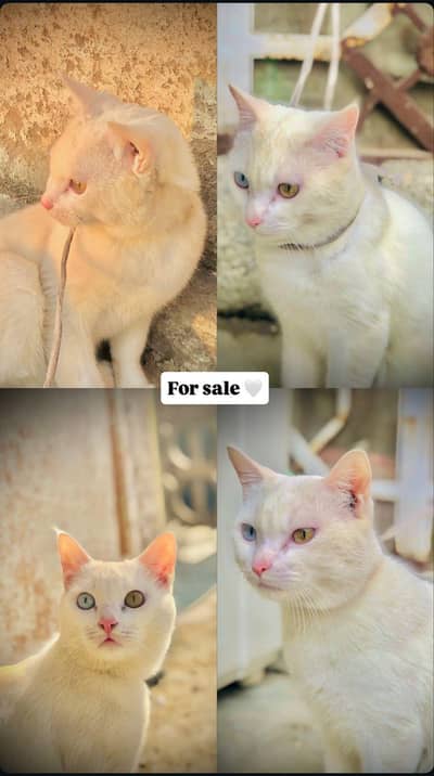 Male cat dubble eyes white colour urgent sale shift home