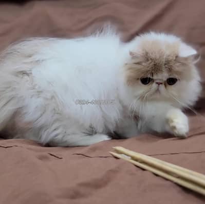 Persian peke face