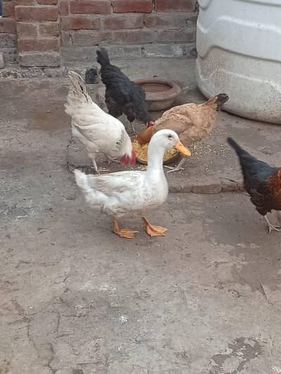 Duck for sale