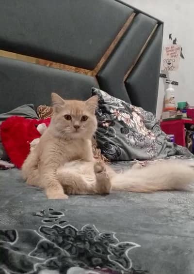 Persian Beautiful Male Cat