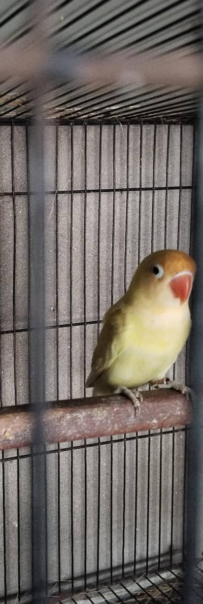 Breadr male for sale