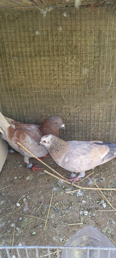 Assalam o alikum total 4 pairs Han 2 pair ny egg  dya Han or dosry p