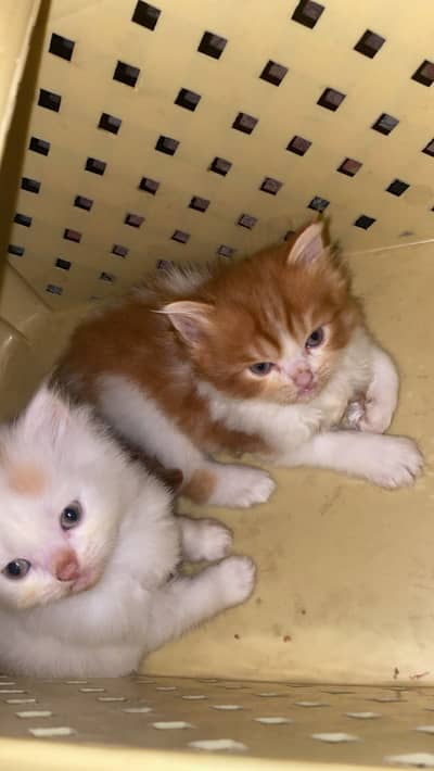 2 kitten with mother , brown and white kitten