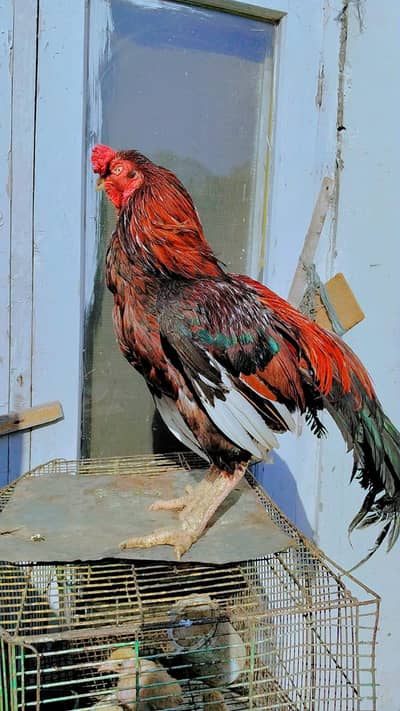 aseel pure. old blood, mianwali