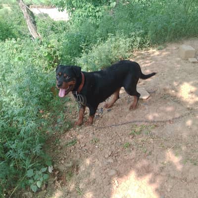 rottweiler for sale